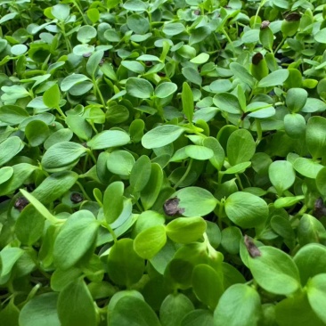 活体绿香椿芽大量供应基地直发量大从优江苏无锡发货
