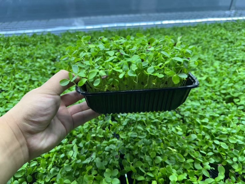 活体绿香椿芽大量供应基地直发量大从优江苏无锡发货