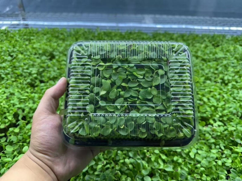活体绿香椿芽大量供应基地直发量大从优江苏无锡发货