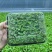 活体绿香椿芽大量供应基地直发量大从优江苏无锡发货