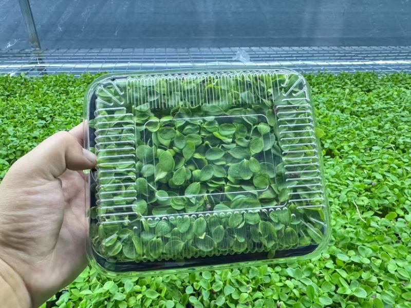 活体绿香椿芽大量供应基地直发量大从优江苏无锡发货