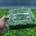 活体绿香椿芽大量供应基地直发量大从优江苏无锡发货