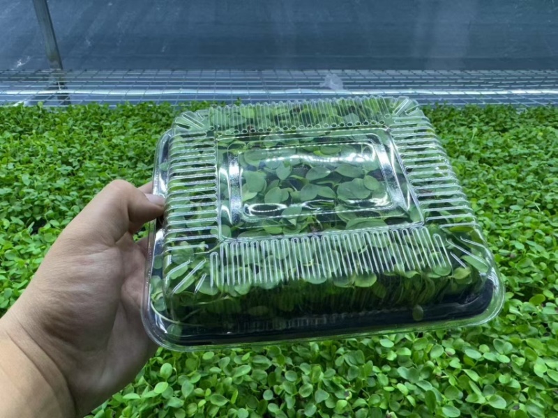 活体绿香椿芽大量供应基地直发量大从优江苏无锡发货