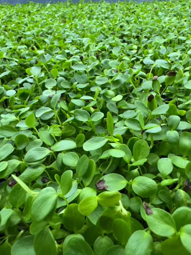 活体绿香椿芽大量供应基地直发量大从优江苏无锡发货
