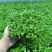 活体绿香椿芽大量供应基地直发量大从优江苏无锡发货