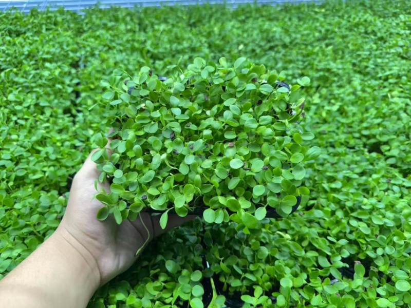 活体绿香椿芽大量供应基地直发量大从优江苏无锡发货