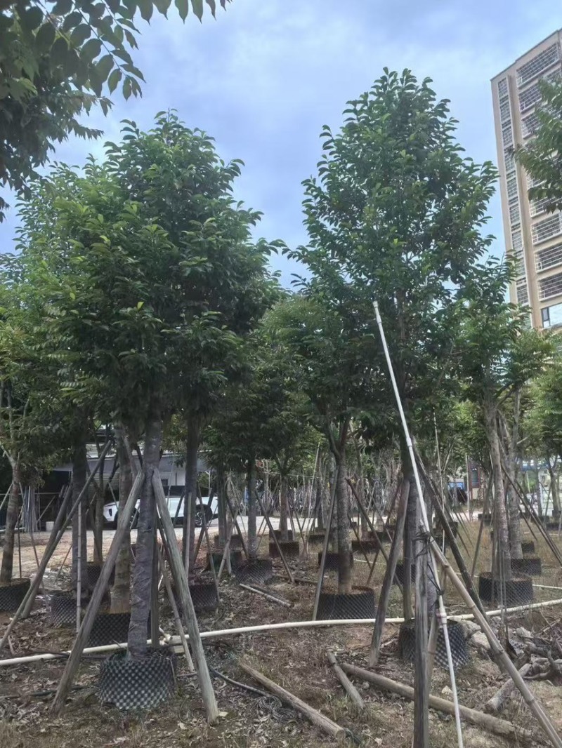 乐昌含笑12-13公，普宁现货，有需要的老板来电咨询