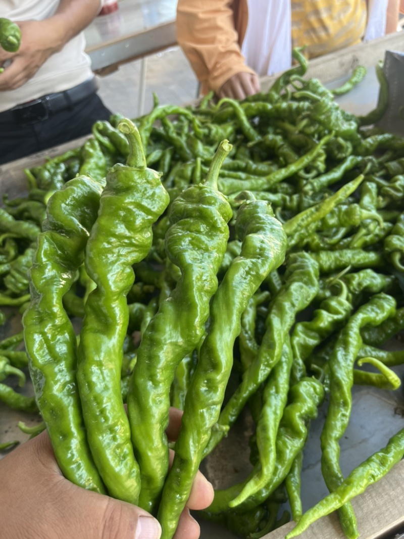 【推荐】螺丝椒大量上市需要的老板联系产地货源