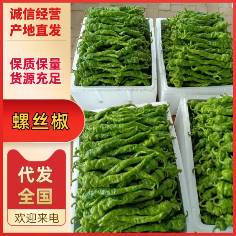 【推荐】螺丝椒大量上市需要的老板联系产地货源