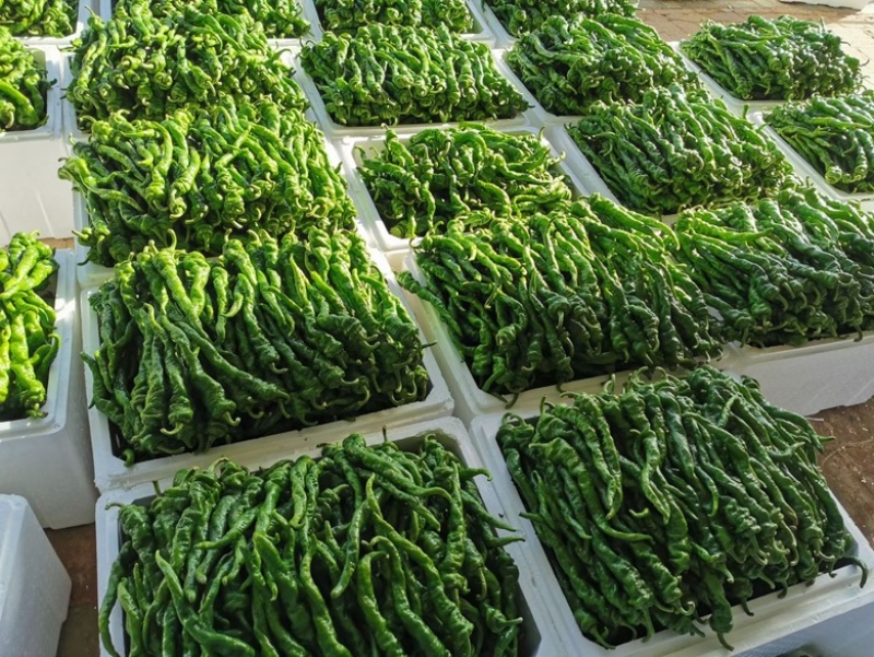 【推荐】螺丝椒大量上市需要的老板联系产地货源