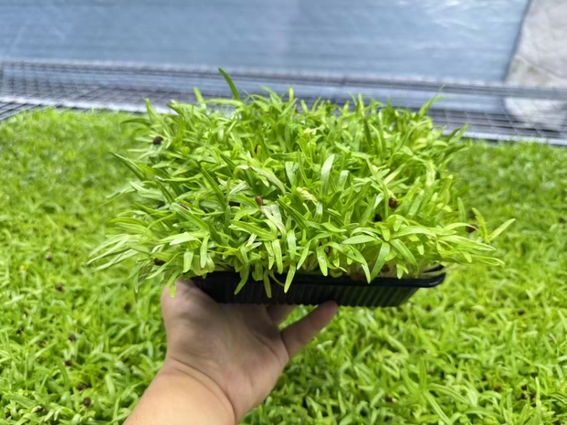 活体空心菜苗大量供应江苏无锡基地培育直发欢迎咨询