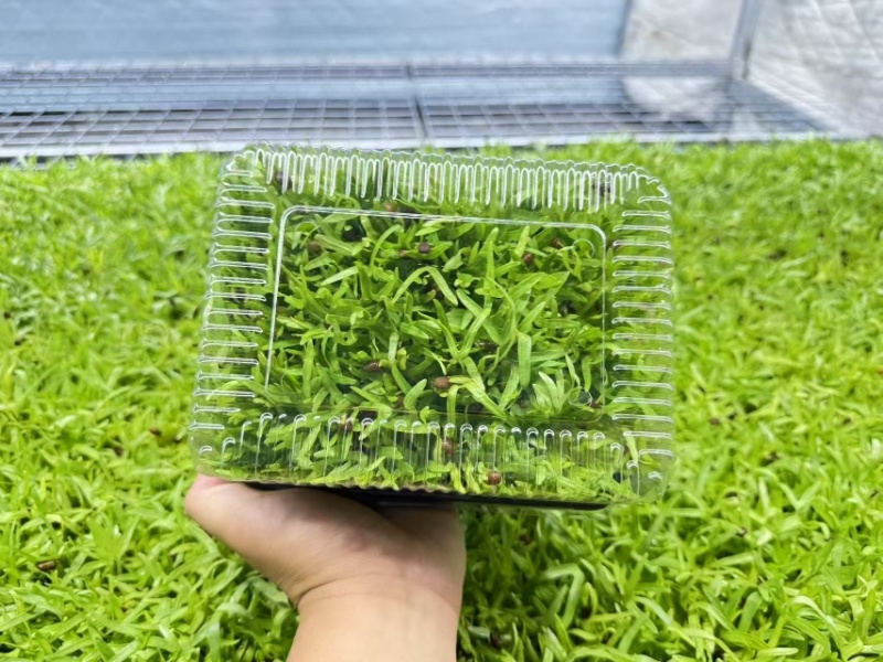 活体空心菜苗大量供应江苏无锡基地培育直发欢迎咨询