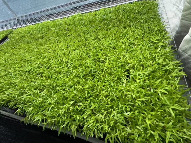 活体空心菜苗大量供应江苏无锡基地培育直发欢迎咨询