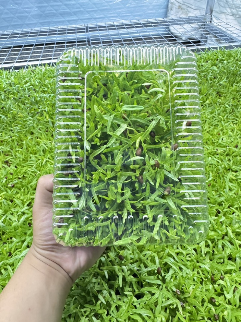 活体空心菜苗大量供应江苏无锡基地培育直发欢迎咨询