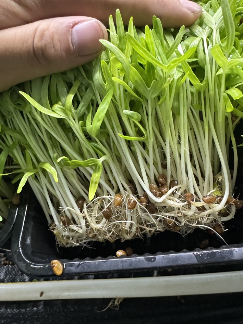 活体空心菜苗大量供应江苏无锡基地培育直发欢迎咨询