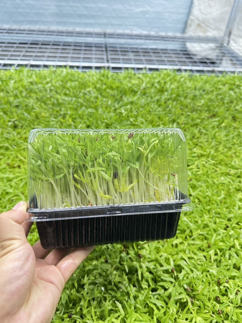 活体空心菜苗大量供应江苏无锡基地培育直发欢迎咨询