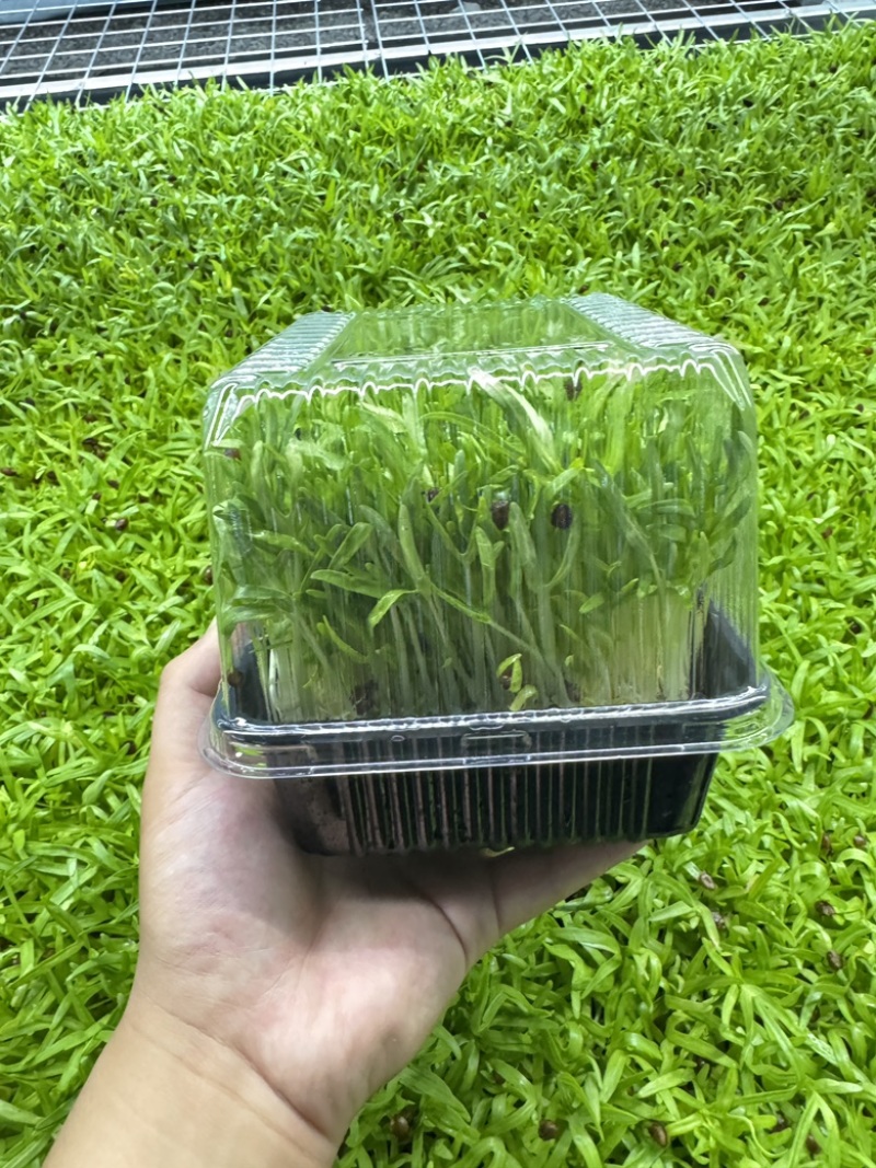 活体空心菜苗大量供应江苏无锡基地培育直发欢迎咨询