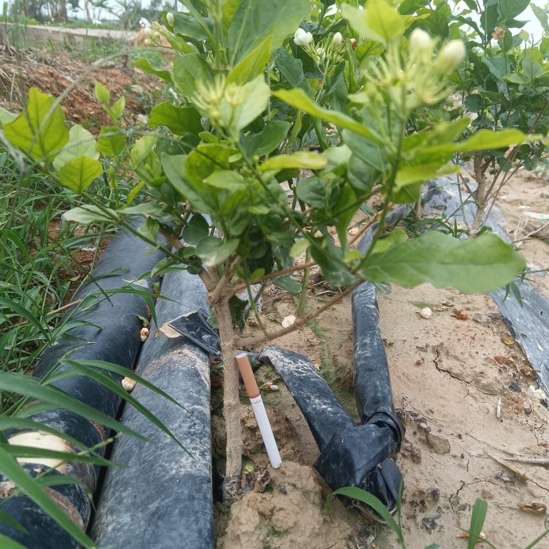 茉莉花精品单杆独苗/棒棒糖造型/茉莉花盘景中的猛料
