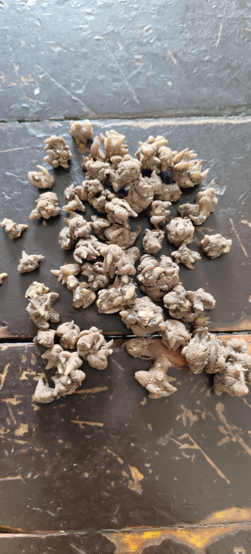 正品猫爪草中药水洗干无常年供应货源充足欢迎来电洽谈