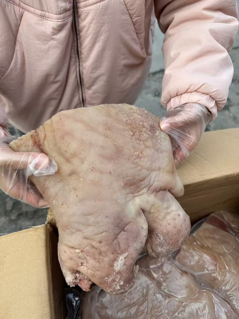 河南全熟牛嘴叉（牛嘴头）产地直发品质保障可视频