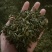 香茶片批发