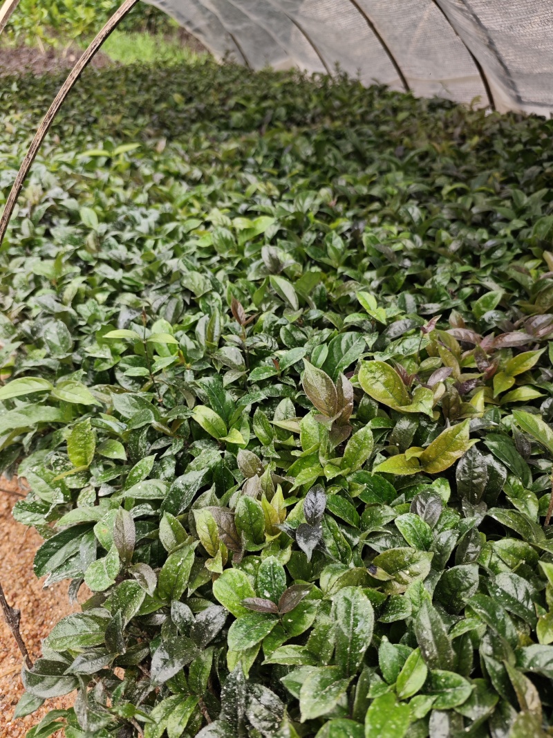 优质巴戟天种苗，基地苗场直供，产量六七千斤，欢迎预定洽谈