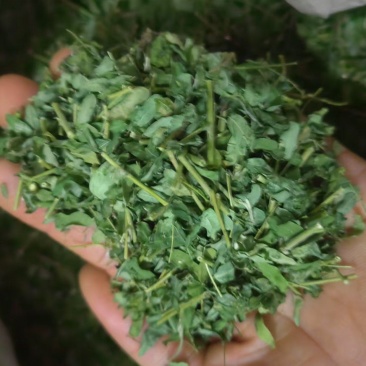 晒干相思茶鸡骨草基地直接供货新鲜出炉