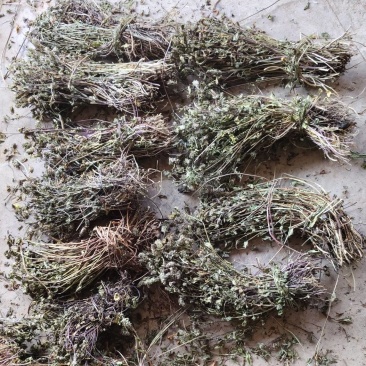 夏枯草40到60公分长
