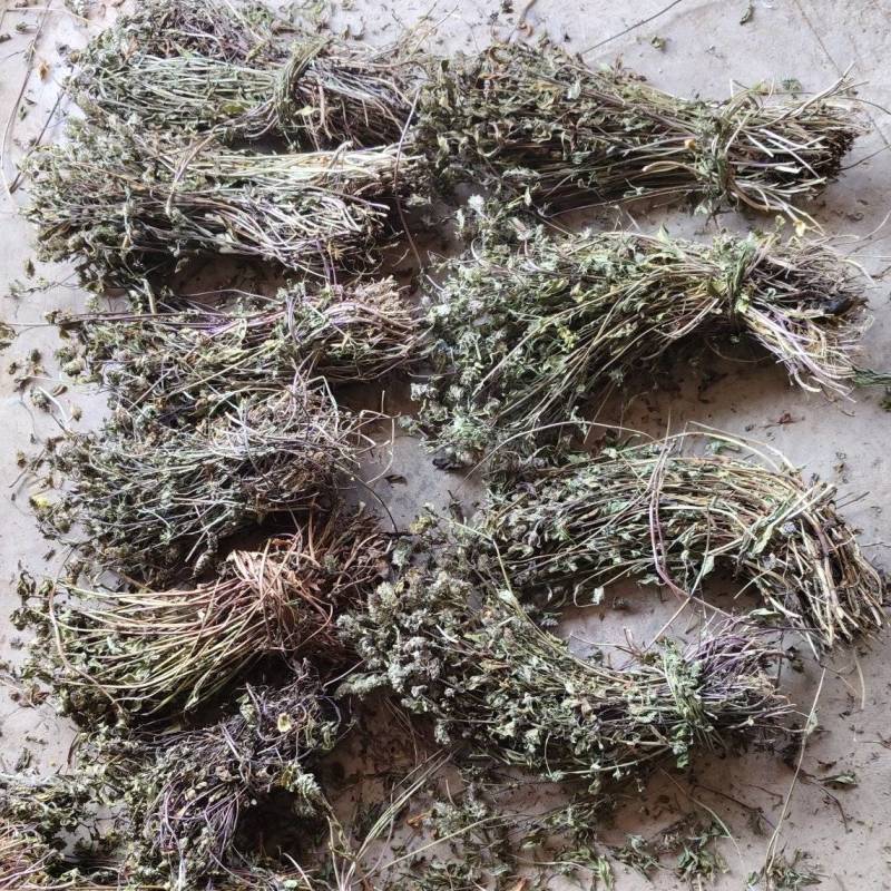 夏枯草40到60公分长