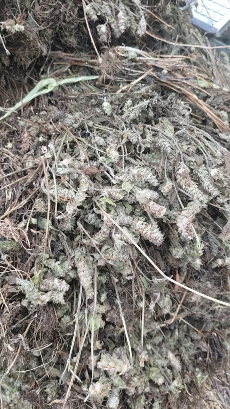 夏枯草40到60公分长