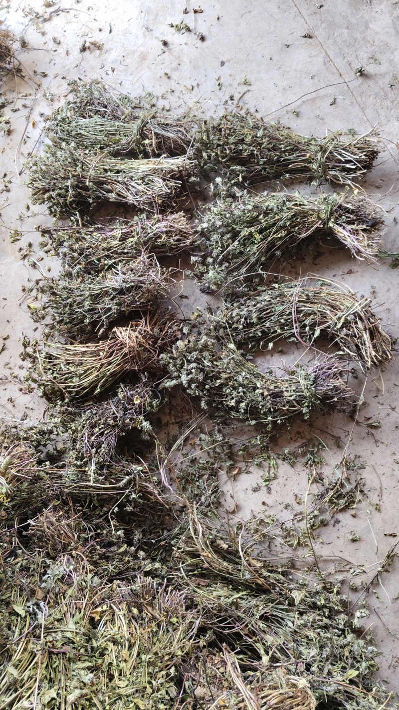 夏枯草40到60公分长