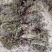 夏枯草40到60公分长