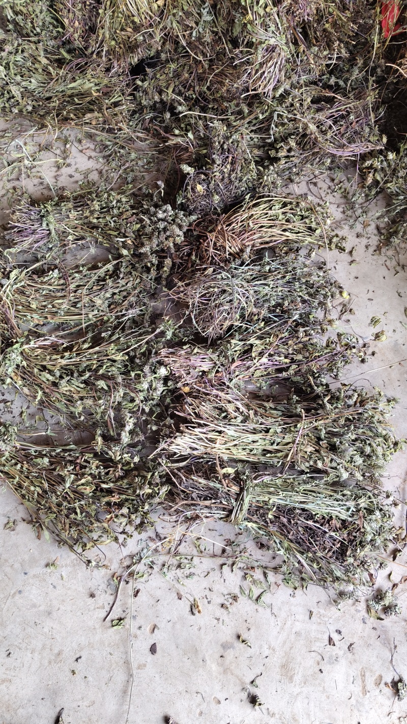 夏枯草40到60公分长
