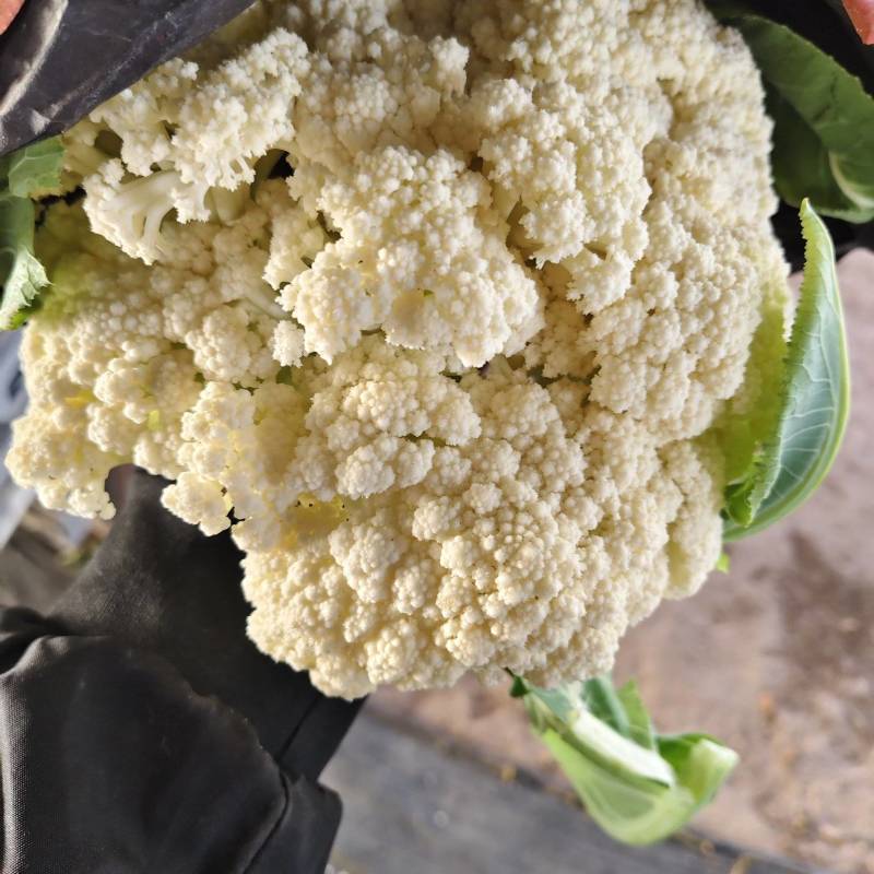 有机菜花松花菜乳白色小米粒大米粒无黑点按需求分拣打包提供网袋