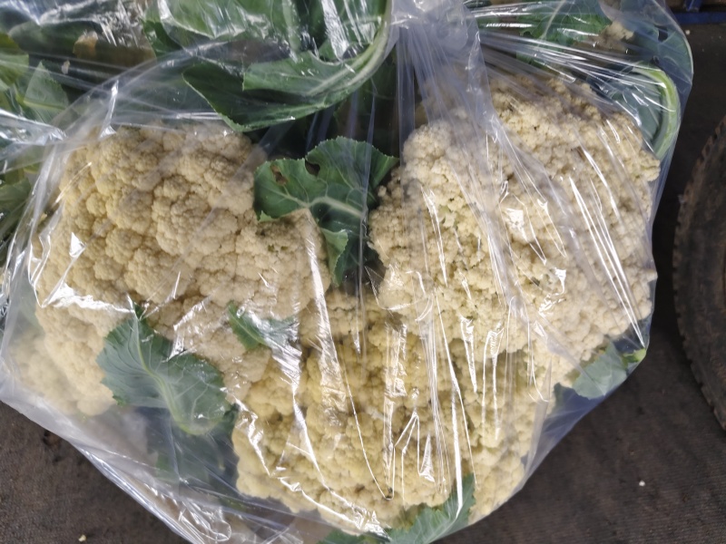 有机菜花松花菜乳白色小米粒大米粒无黑点按需求分拣打包提供网袋