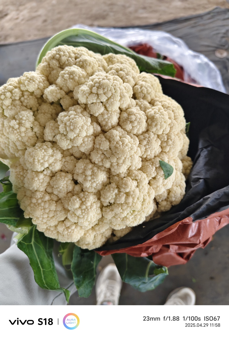 有机菜花松花菜乳白色小米粒大米粒无黑点按需求分拣打包提供网袋