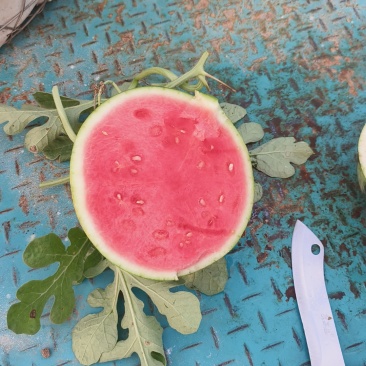 麒麟西瓜批发美都