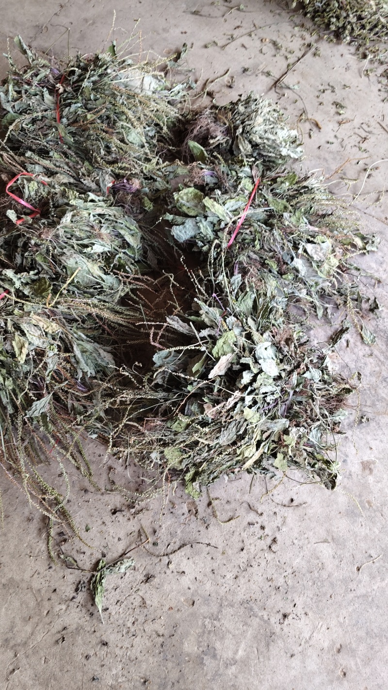 野生车前草