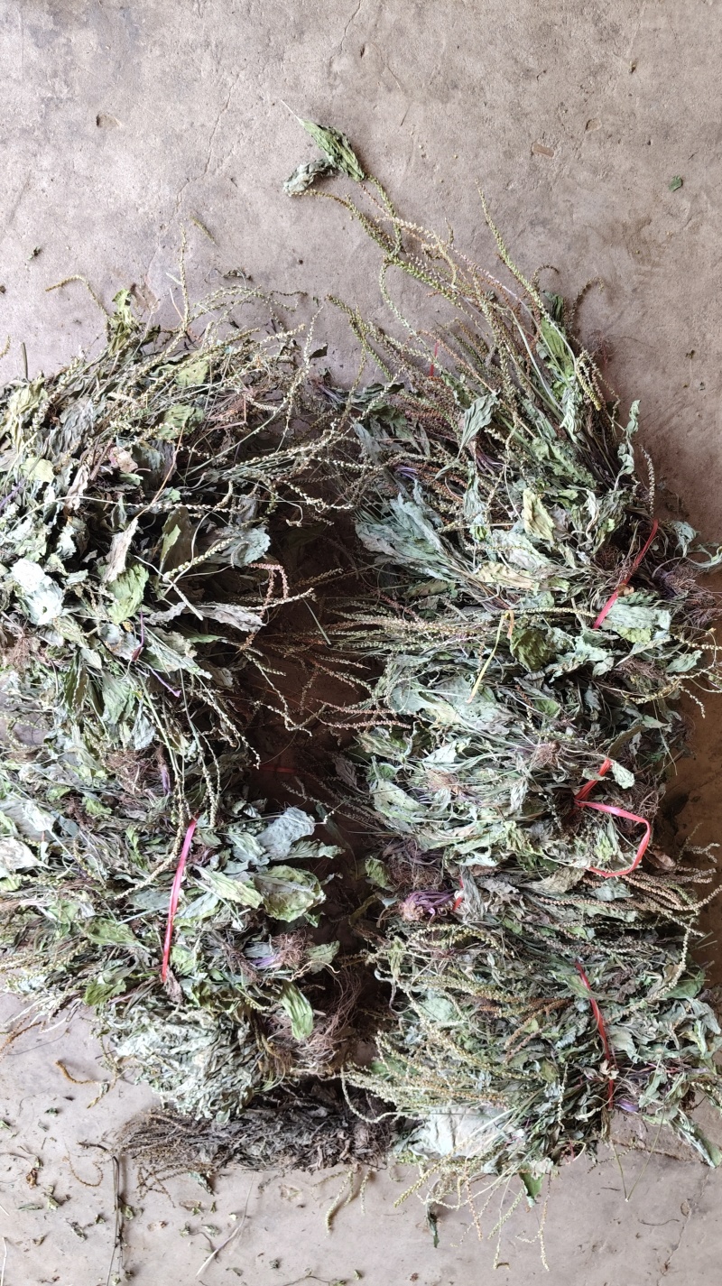 野生车前草