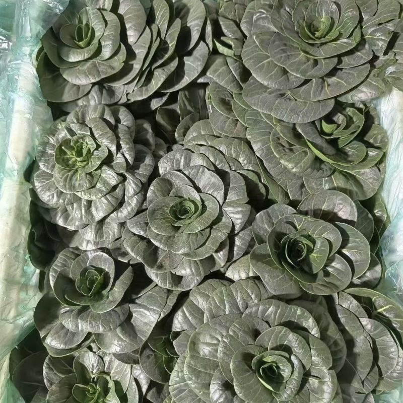 趴地苏矮脚青梗菜种子高产耐寒耐冻黑亮矮箕趴地苏州青黑菜种