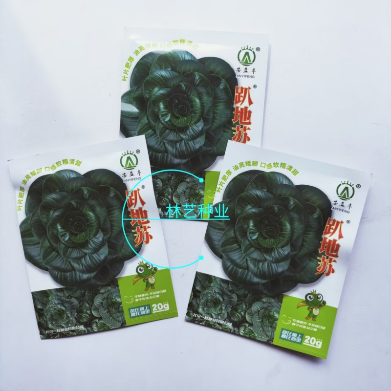 趴地苏矮脚青梗菜种子高产耐寒耐冻黑亮矮箕趴地苏州青黑菜种