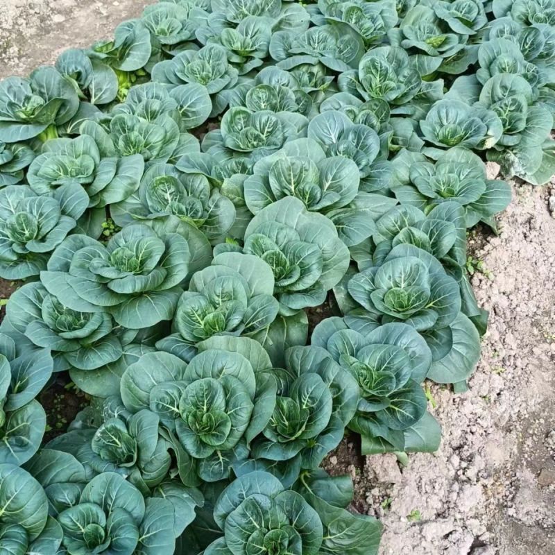 趴地苏矮脚青梗菜种子高产耐寒耐冻黑亮矮箕趴地苏州青黑菜种