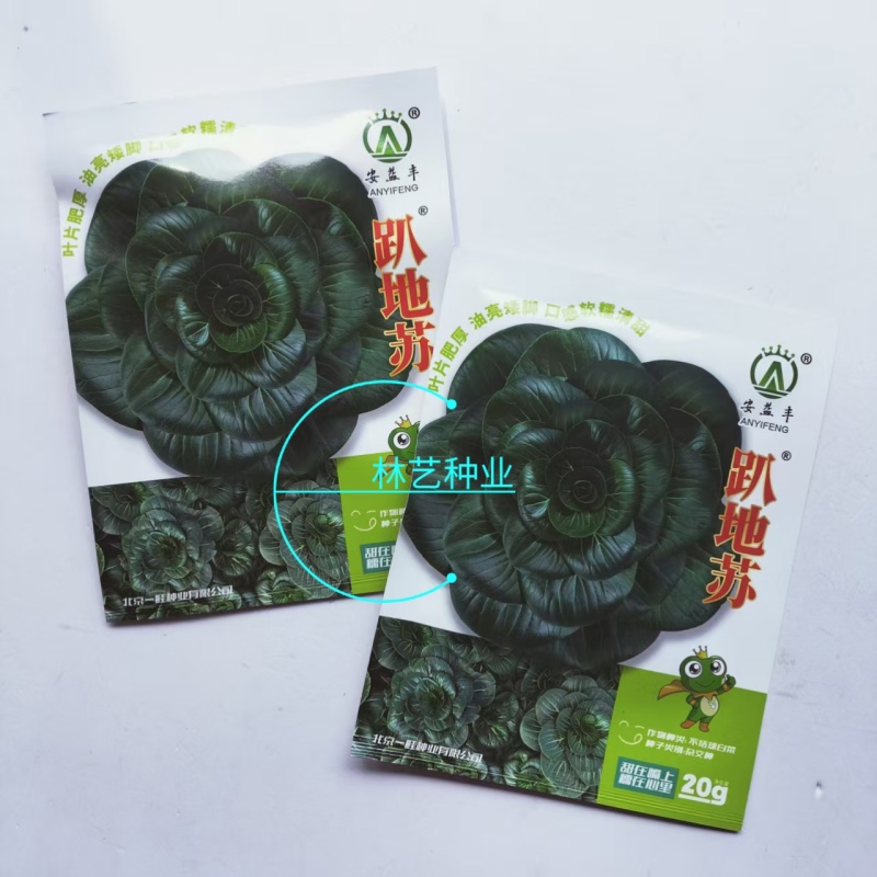 趴地苏矮脚青梗菜种子高产耐寒耐冻黑亮矮箕趴地苏州青黑菜种