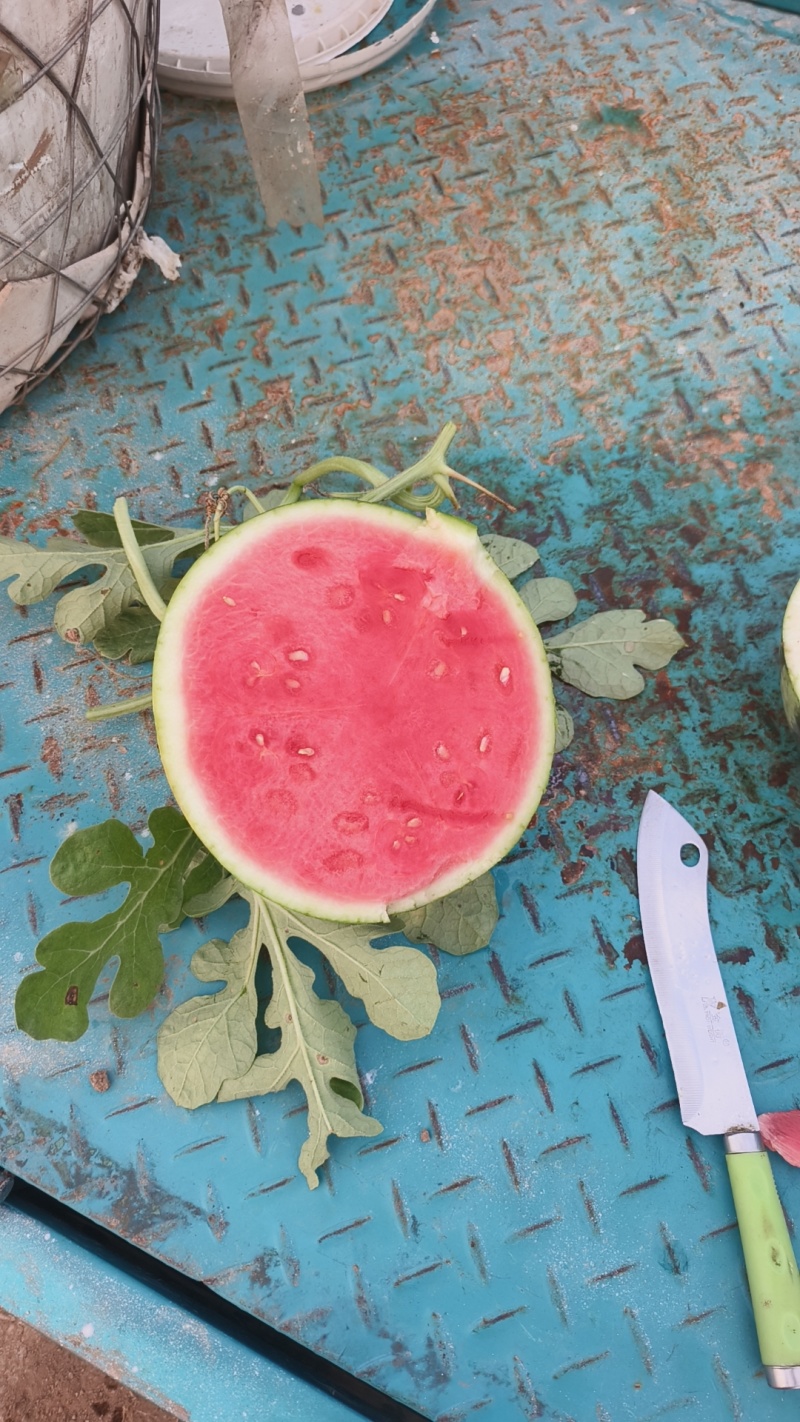 头茬无籽美都麒麟西瓜。种植户