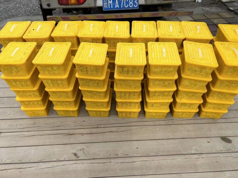 新疆轮台县小白杏