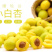 新疆轮台县小白杏
