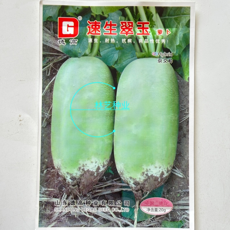德高速生翠玉萝卜种子早熟夏秋季耐热脆甜青萝卜种籽水果萝卜
