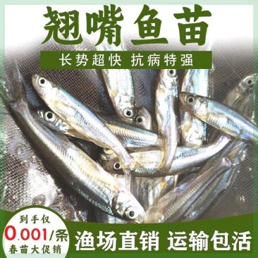 精品翘嘴鱼苗大量供应品质保证支持视频看货欢迎来电