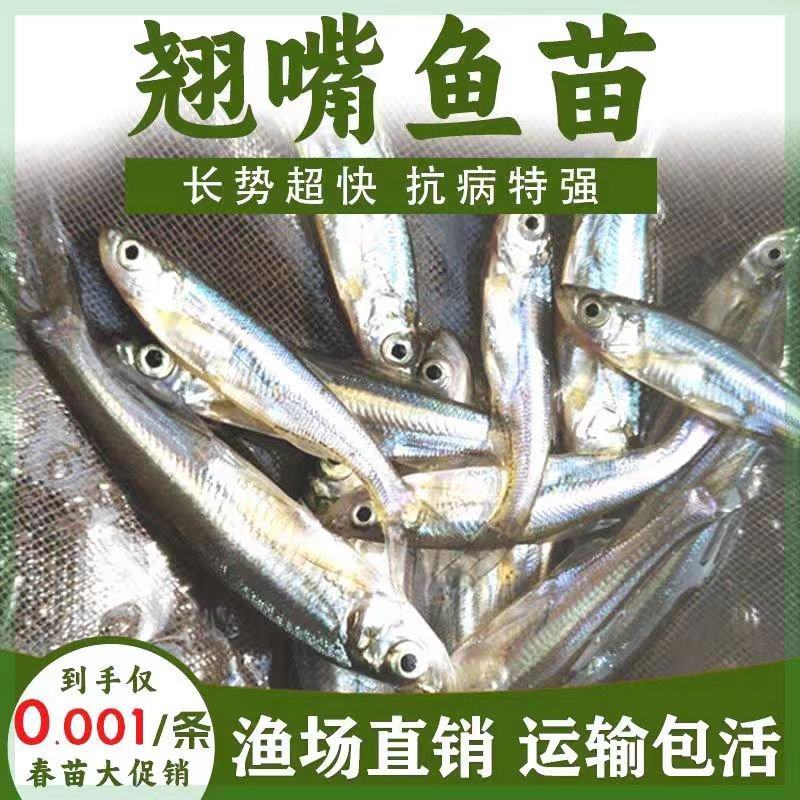 精品翘嘴鱼苗大量供应品质保证支持视频看货欢迎来电