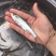精品翘嘴鱼苗大量供应品质保证支持视频看货欢迎来电